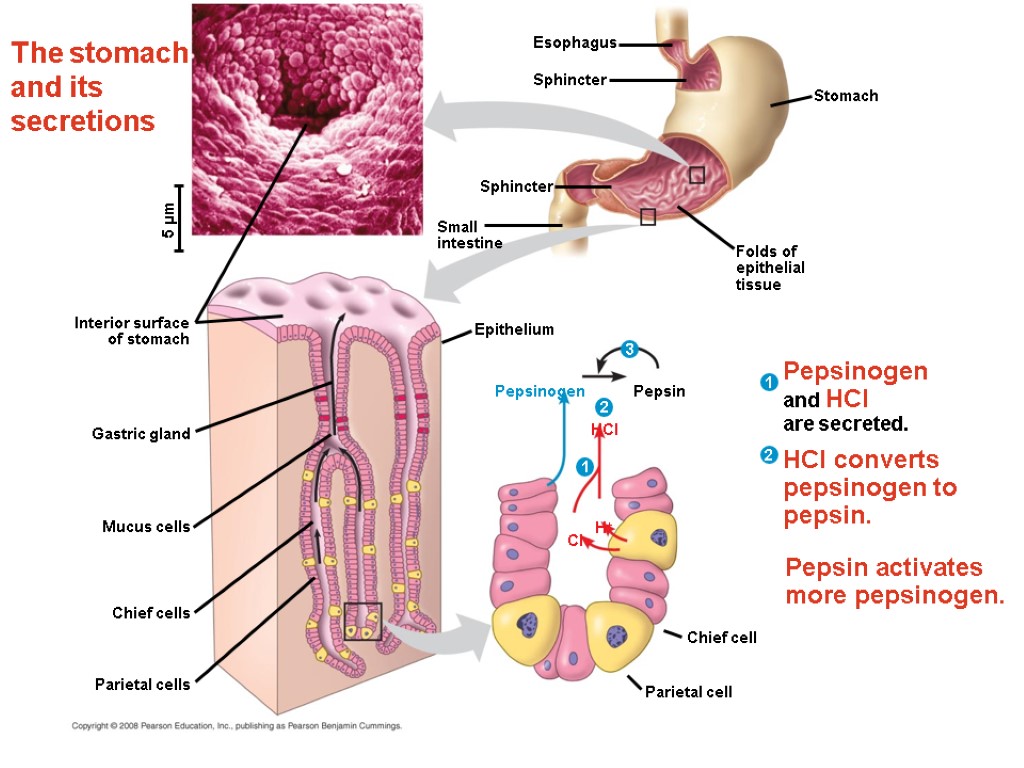 The stomach and its secretions Interior surface of stomach Esophagus Chief cells Small intestine